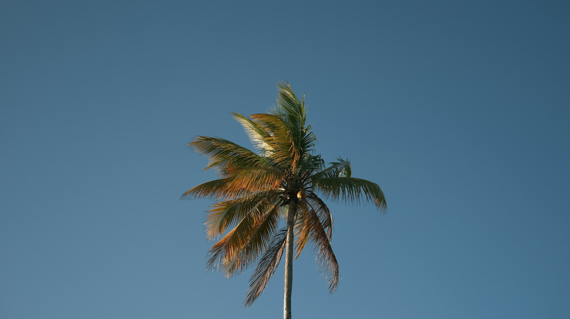 palm tree in the beach